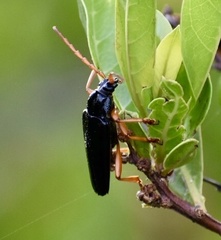 Elateropsis scabrosus