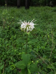 Monarda lindheimeri