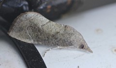 Hypocala guttiventris