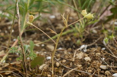 Ranunculus arvensis