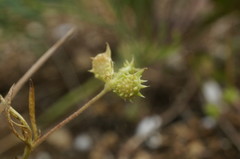 Ranunculus arvensis