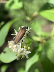 Trachysida mutabilis