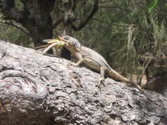 Oplurus cyclurus