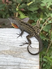 Anolis sagrei