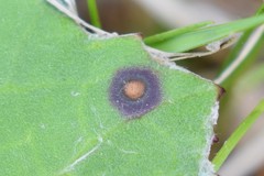 Puccinia poarum