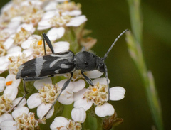 Chlorophorus figuratus