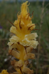 Orobanche picridis