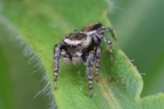 Evarcha hoyi