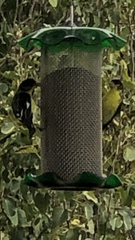 Spinus psaltria