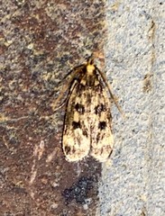 Martyringa latipennis