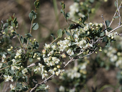 Atraphaxis replicata