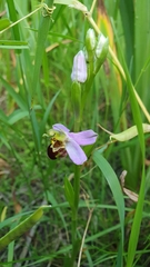 Ophrys apifera