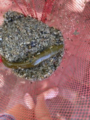 Haemopidae