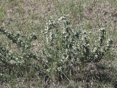Atraphaxis replicata