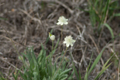 Platystemon californicus