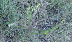 Struthiola dodecandra