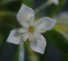 Struthiola dodecandra