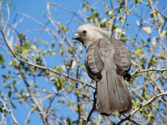 Corythaixoides concolor bechuanae