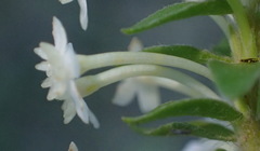 Struthiola dodecandra