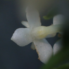 Struthiola dodecandra
