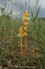 Orobanche picridis