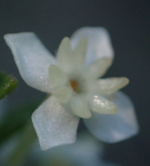 Struthiola dodecandra