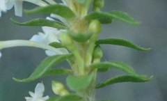 Struthiola dodecandra
