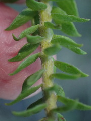 Struthiola dodecandra