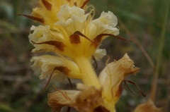 Orobanche picridis