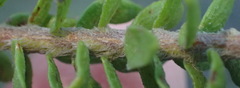 Struthiola dodecandra