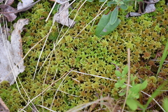 Sphagnum teres