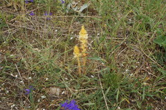 Orobanche picridis