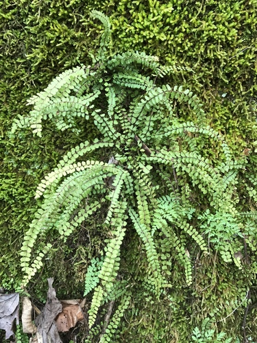 Asplenium trichomanes