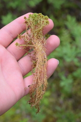 Sphagnum teres