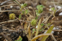 Medicago rigidula