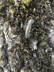 Malacosoma constricta