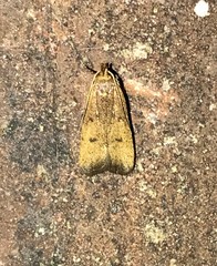 Glyphidocera democratica