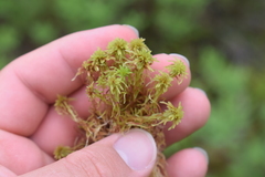 Sphagnum teres