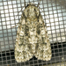 Acronicta brumosa - Photo (c) krancmm, μερικά δικαιώματα διατηρούνται (CC BY-NC), uploaded by krancmm