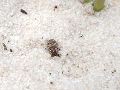 Leichenum