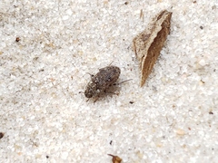 Leichenum