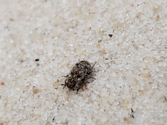 Leichenum