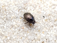 Saprininae