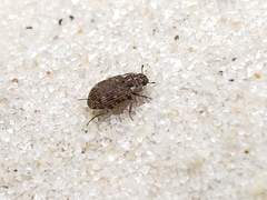 Leichenum