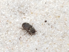 Leichenum