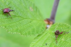 Himatolabus pubescens