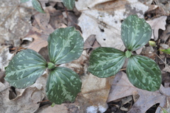 Trillium recurvatum