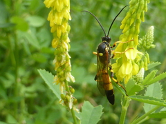 Ichneumon xanthorius