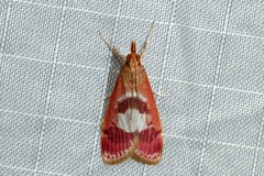 Syntonarcha vulnerata