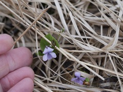 Viola epipsiloides